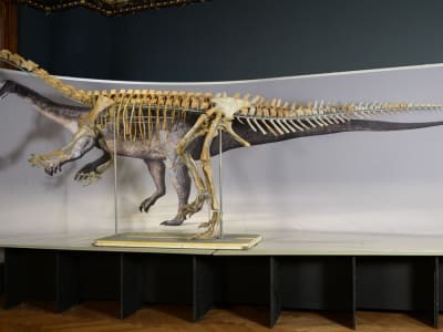 Plateosaurus Gunakan Ekor Cambuknya Sebagai Senjata Pertahanan Kuat