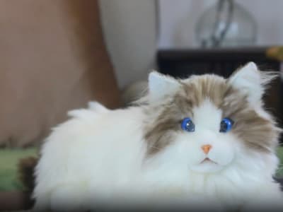 MetaCats: Kucing Robot Terapi di Perpustakaan Blue Mountains untuk Dukungan Emosional