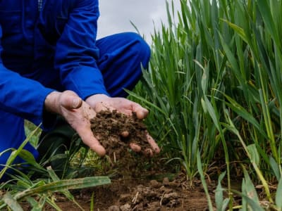Mikroplastik Terbukti Masuk Rantai Makanan Lewat Serangga Darat