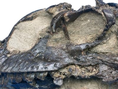 Dinosaurus Jinchuanloong niedu Ungkap Evolusi Awal Sauropoda di Cina