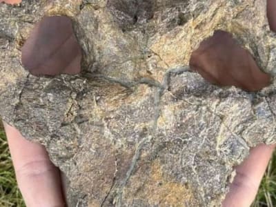 Penemuan Fosil Tengkorak Stegosaurus Komplit Ungkap Evolusi Baru