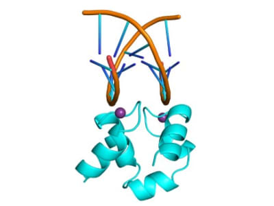 Protein Purba Ambidextrous Bisa Ikat DNA dan Cerminnya, Bukti Evolusi Awal