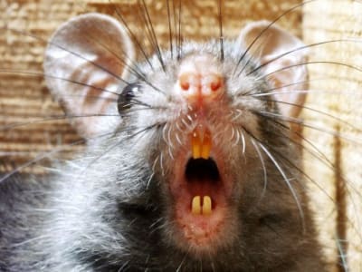 Perubahan Genetik pada Bakteri Pes Bikin Penyakit Jadi Kurang Mematikan Tapi Lebih Menular