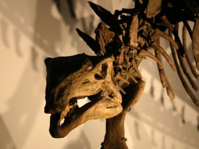 Penelitian Fosil Dinosaurus Ungkap Rahasia Kanker dan Potensi Terapi Baru
