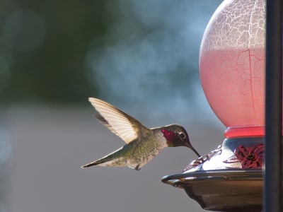 Perubahan Cepat Paruh Anna’s Hummingbird di Kota Karena Tempat Makan Buatan