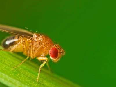 Lalat Buah Dimodifikasi Genetik untuk Konsumsi Kokain sebagai Model Adiksi Baru