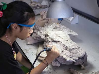 Mengungkap Misteri Kepunahan Megafauna Australia Lewat Kolagen Kuno