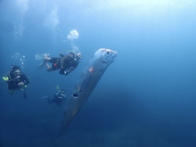Mitos dan Fakta di Balik Oarfish, Ikan Kiamat yang Sering Muncul di Laut