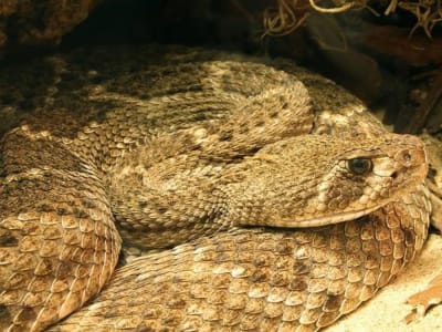 Tes Cepat dan Murah Deteksi Racun Ular Western Diamondback dengan Gula Sintetis