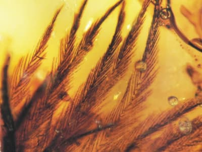 Penemuan Bulu Dinosaurus dalam Ambar Ungkap Evolusi Bulu Terbang Burung