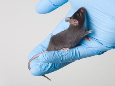 Kekurangan Zat Besi Saat Hamil Bisa Sebabkan Tikus Jantan Jadi Betina