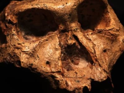 Penentuan Jenis Kelamin Manusia Purba Dua Juta Tahun dari Protein Gigi