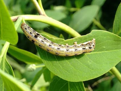 Menggunakan Ulat sebagai Reaktor Hidup untuk Membuat Molekul Nanokarbon