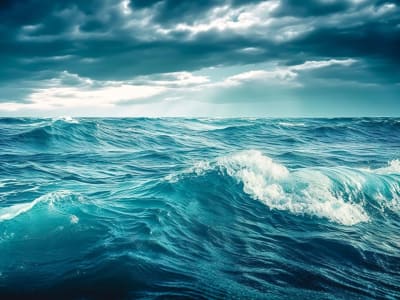 Foto Misterius di Pantai Sebenarnya Tanaman Lidah Buaya yang Mati