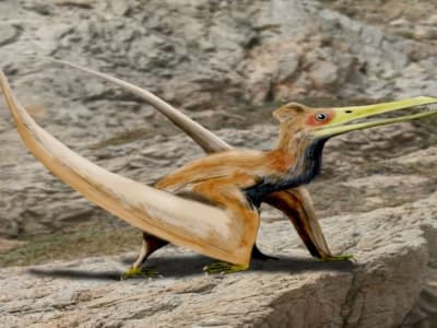 Penemuan Pterosaurus Baru di Jepang Membuka Jejak Terbang Purba