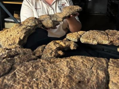 Penemuan Isi Perut Fosil Sauropoda Ungkap Pola Makan Rahasia Dinosaurus Leher Panjang
