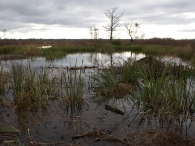 Pohon Bald Cypress Memperlihatkan Dampak Perubahan Iklim Ribuan Tahun