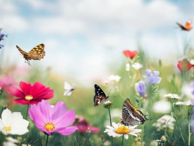 Penemuan Fosil Kotoran 236 Juta Tahun Ungkap Kupu-Kupu Tertua Dunia