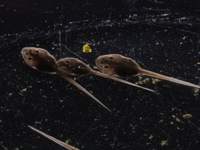 Implan Bioelektronik Lunak Pantau Perkembangan Otak Embrio Kodok