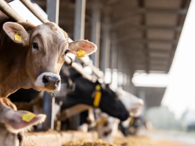 Teknologi Digester Kurangi Emisi Metana dari Peternakan Susu di California