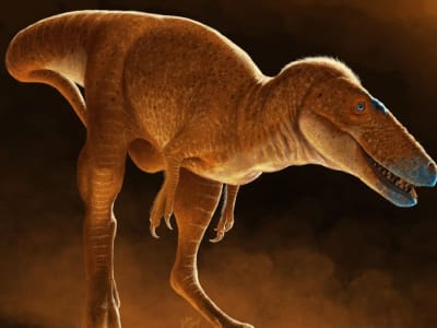 Khankhuuluu, Nenek Moyang T. rex yang Membuka Rahasia Evolusi Tyrannosaurus