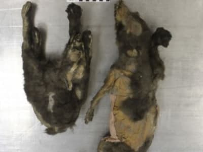 Misteri Anak Serigala Berusia 14.000 Tahun Terungkap di Siberia Utara