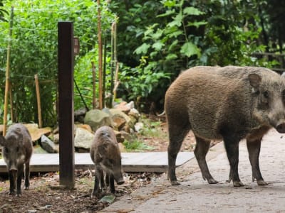 Penemuan Baru: Babi Sudah Didomestikasi 8.000 Tahun Lalu di Tiongkok Selatan