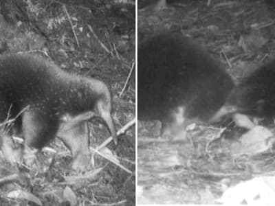Penemuan Kembali Echidna Berparuh Panjang Attenborough yang Hampir Punah