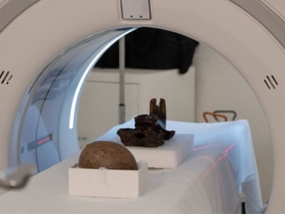 Penemuan Rahasia Purba Lewat CT Scan Telur Dinosaurus dan Tengkorak Berang-berang