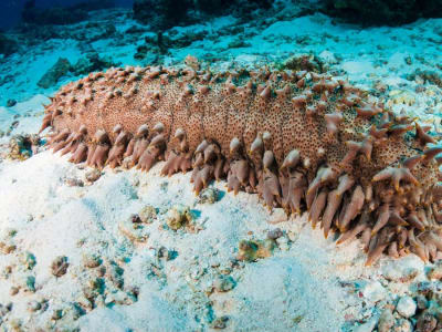 Senandung Teripang: Obat Kanker dari Laut yang Menghambat Enzim Bahaya