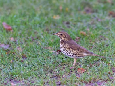 Penemuan Unik: Burung Penyanyi Jadi Santapan Masyarakat Umum Romawi
