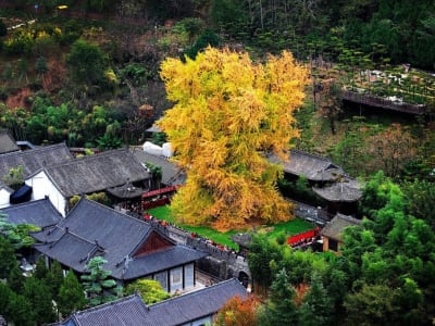 Kuil di China Menyimpan Ribuan Pohon Kuno, Beberapa Berusia Ribuan Tahun