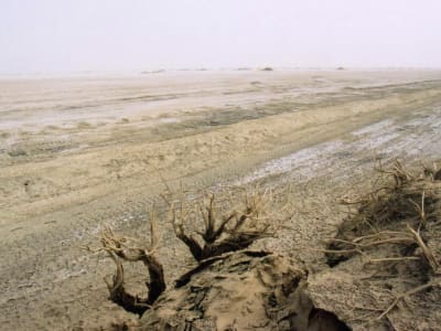 Ilmuwan China Ubah Tanah Asin Jadi Ladang Subur untuk Ketahanan Pangan