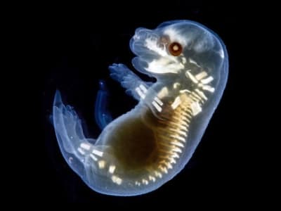 Cara Baru Menanam Sel Manusia Dalam Organ Tikus dengan Injeksi Cerdas