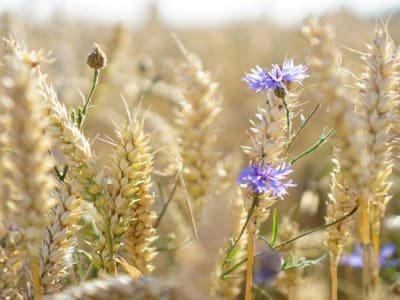 Limbah Pertanian Jadi Solusi Ramah Lingkungan untuk Tekstil Masa Depan