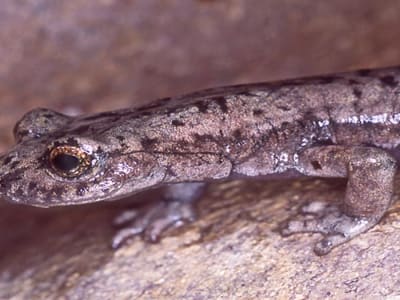 Penemuan Salamander Raksasa Punah Ungkap Evolusi Salamander Tennessee