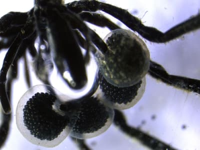 Laba-laba Laut Unik yang Memakan Bakteri Metana di Kedalaman Samudra