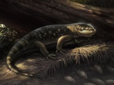 Penemuan Bolg Amondol: Kadal Berlapis Pelindung yang Hidup Bersama Dinosaurus Raksasa