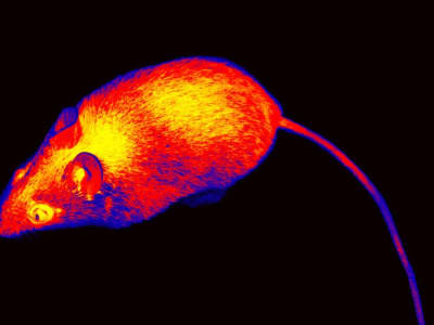 Terobosan Baru: Menumbuhkan Sel Manusia dalam Organ Tikus untuk Transplantasi
