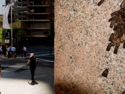 Ngengat Bogong Gunakan Bintang untuk Navigasi Migrasi Jarak Jauh