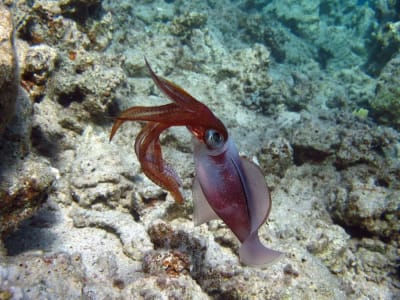 Kulit Sintetis yang Bisa Berubah Warna Otomatis Terinspirasi Cumi dan Gurita