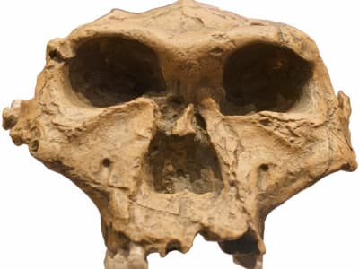 Misteri Tengkorak Dragon Man Terungkap, Teridentifikasi sebagai Denisovan