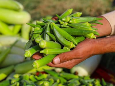 Cara Alami Okra dan Fenugreek Hilangkan Microplastik dari Air dengan Cepat