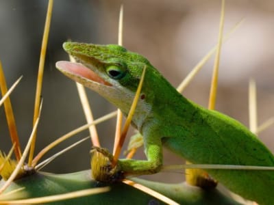 Penelitian Regenerasi Hewan Membuka Jalan Terapi Penyembuhan pada Manusia
