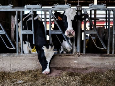 Sektor Teknologi Pertanian AS Hadapi Tantangan tapi Tetap Tumbuh Lewat Robotik dan Tenaga Surya