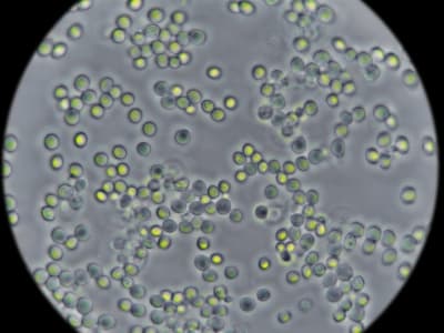 Pemahaman Baru Metabolisme Ragi Terinspirasi dari Filosofi Yin dan Yang