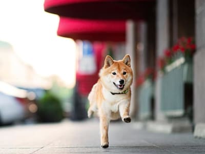 Shiba Inu Dalam Lima Tahun: Kenangan Manis yang Mungkin Menyusut Tajam