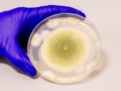 Dari Kutukan Raja Mesir ke Obat Leukemia: Jamur Beracun Jadi Harapan Baru