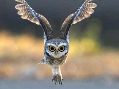 Aerogel Terinspirasi Burung Hantu Redam Kebisingan Mobil dan Pabrik