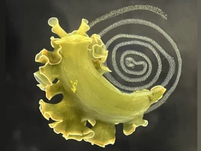 Rahasia Siput Laut 'Mencuri' Kloroplas Agar Tetap Hidup dan Hijau